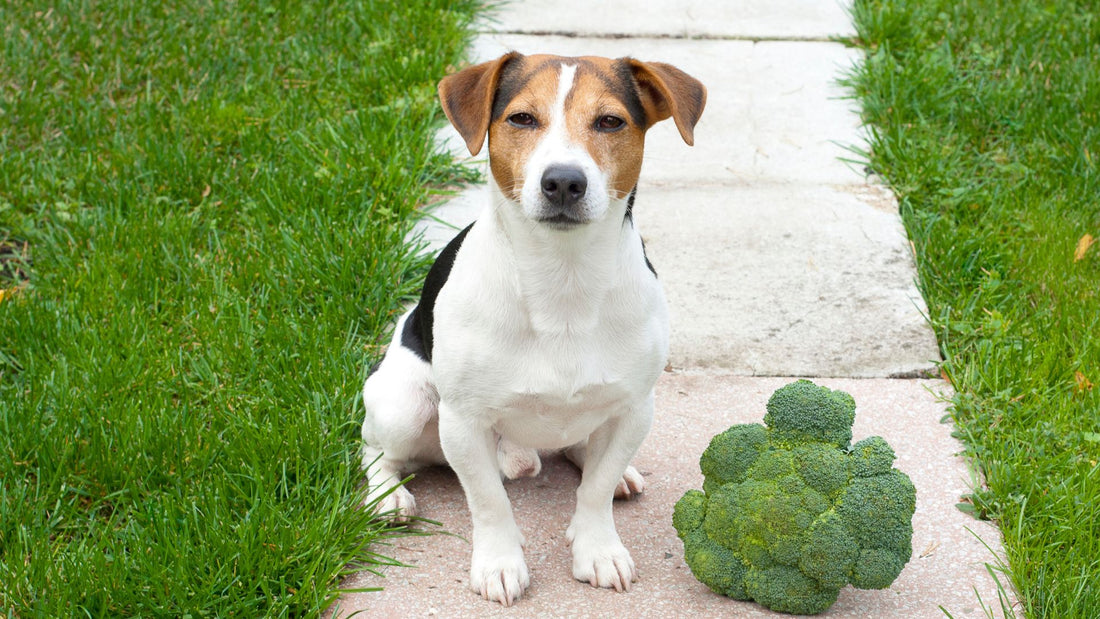 How can I prevent fleas and ticks on my dog?