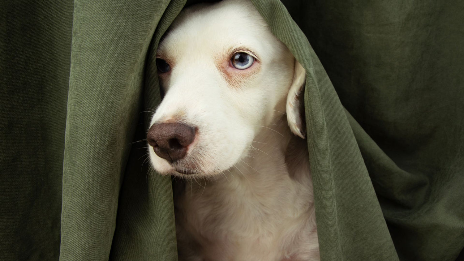 How can I manage my dog's anxiety or stress?