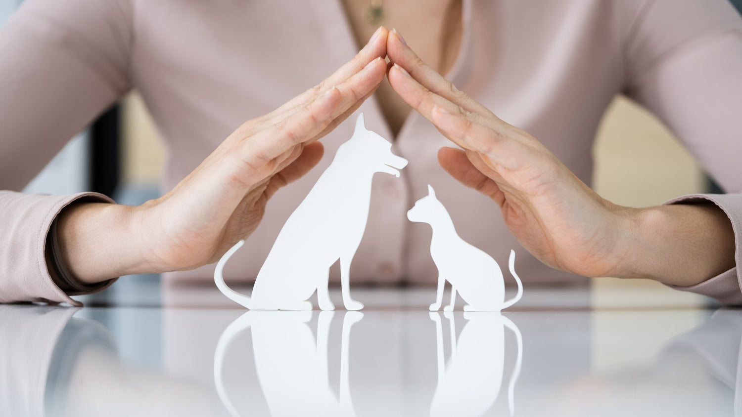 How do I choose the right dog insurance plan?