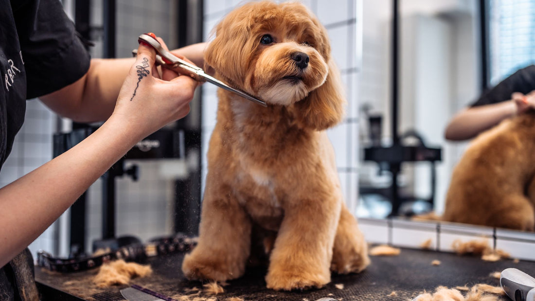 How often should I groom my dog, and what tools do I need?