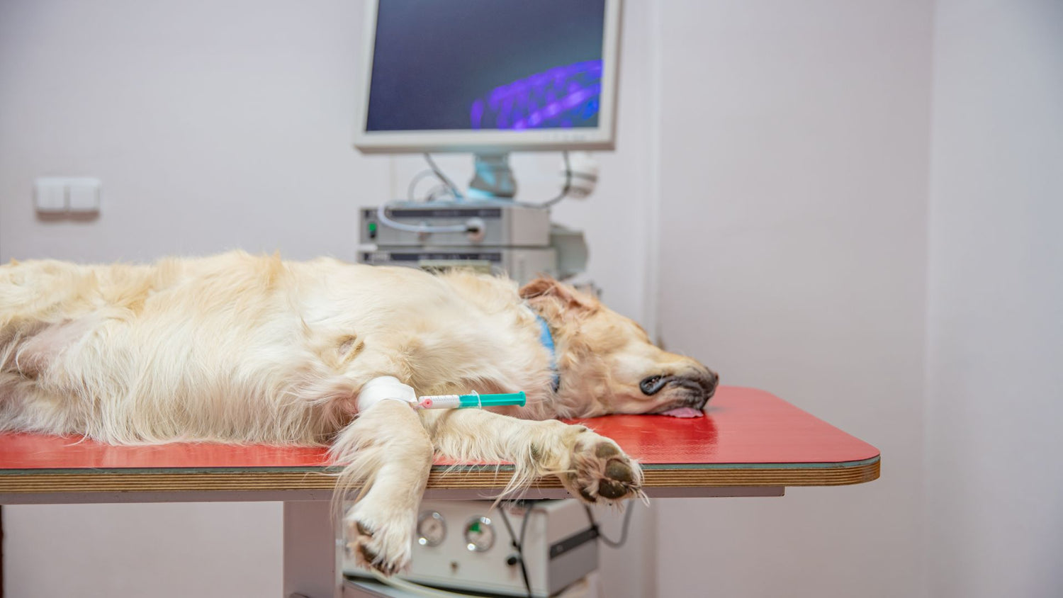 What should I do in case of a medical emergency for my dog?
